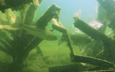 The Science Behind Fishiding Artificial Fish Habitat-Underwater Video