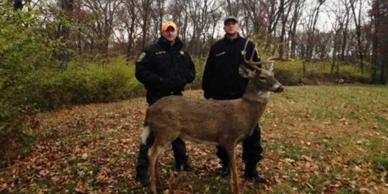 This Buck Decoy Was Shot at From a Road 5 Minutes After the DNR Put It Out