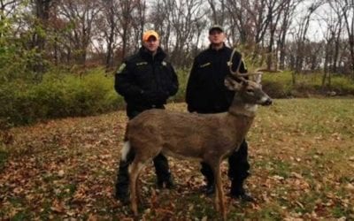 This Buck Decoy Was Shot at From a Road 5 Minutes After the DNR Put It Out