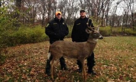 This Buck Decoy Was Shot at From a Road 5 Minutes After the DNR Put It Out