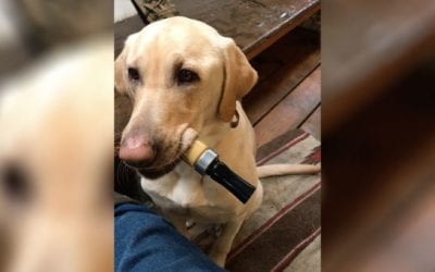 This Lab Blows a Duck Call Better Than His Owner