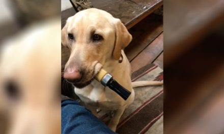 This Lab Blows a Duck Call Better Than His Owner