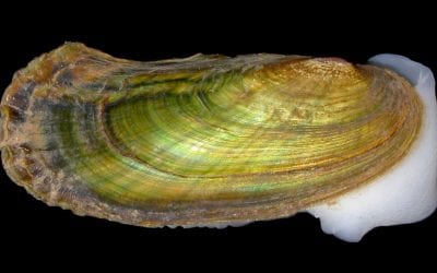 Threatened and Endangered