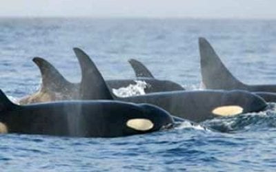 Washington to Consider Orca Food Needs vs Salmon Seasons