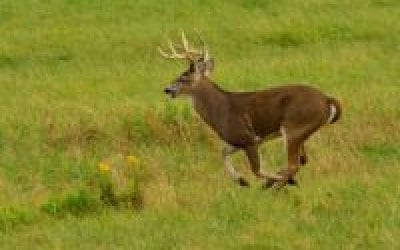 We All Miss Shots on Deer!