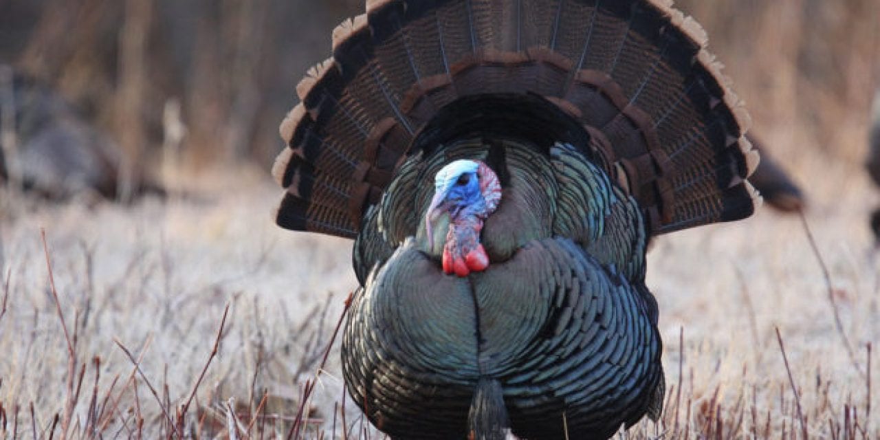 What Are the Different Wild Turkey Subspecies?