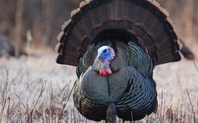 What Are the Different Wild Turkey Subspecies?
