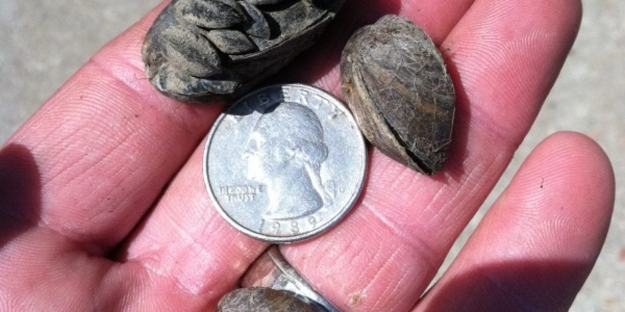 110 Kansas Lakes Test Negative for Zebra Mussels