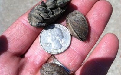 110 Kansas Lakes Test Negative for Zebra Mussels