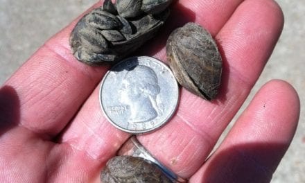 110 Kansas Lakes Test Negative for Zebra Mussels