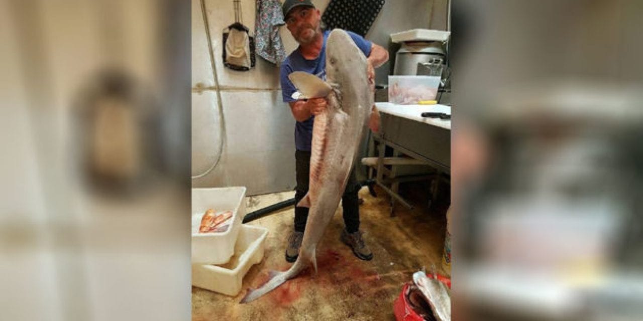3 Australian Fisherman Jailed After Processing, Selling Illegally Caught Sharks