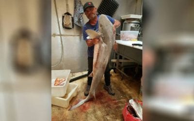 3 Australian Fisherman Jailed After Processing, Selling Illegally Caught Sharks