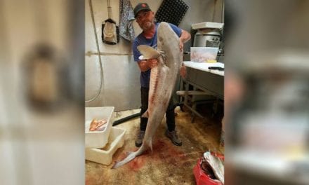 3 Australian Fisherman Jailed After Processing, Selling Illegally Caught Sharks