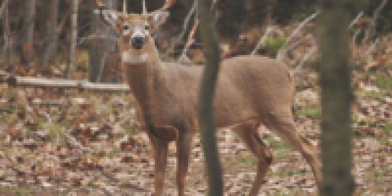 5 Ways to Fight CWD