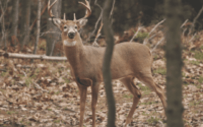 5 Ways to Fight CWD