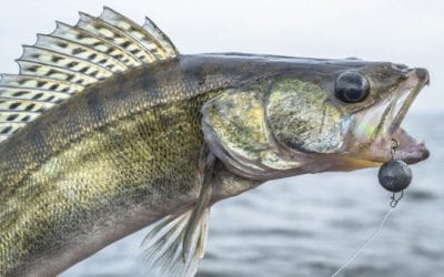 $50,000 is Swimming in an Idaho Lake