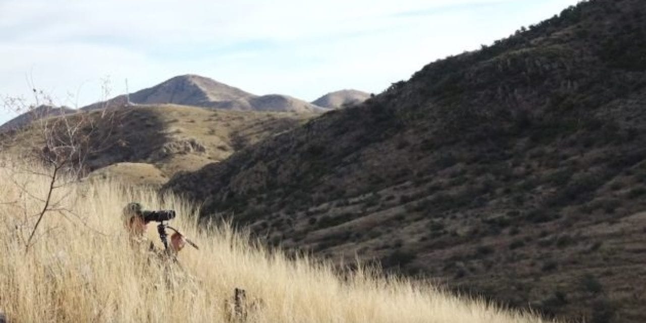 7 Coues Deer Hunting Tips