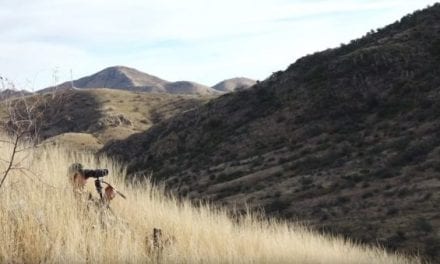 7 Coues Deer Hunting Tips