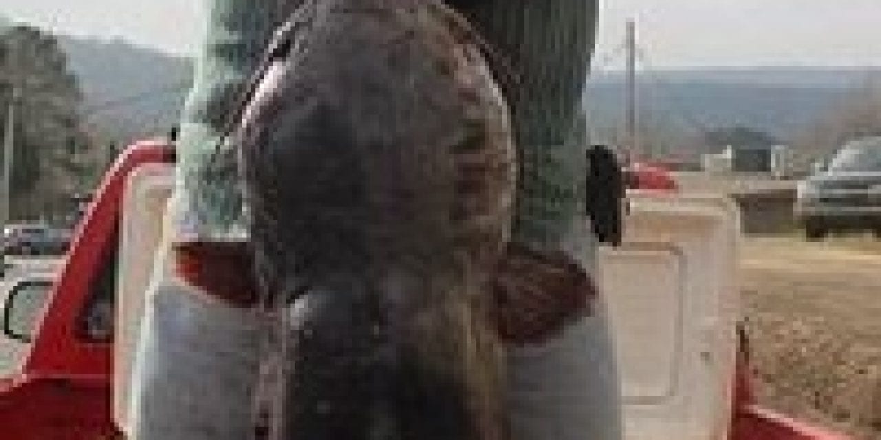 71 Pound Blue Cat Pulled From Lake Overcup