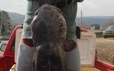 71 Pound Blue Cat Pulled From Lake Overcup