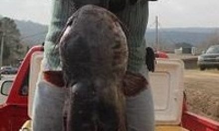 71 Pound Blue Cat Pulled From Lake Overcup