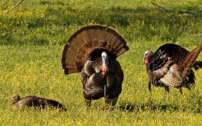 8 Sounds Turkeys Make and What They Mean