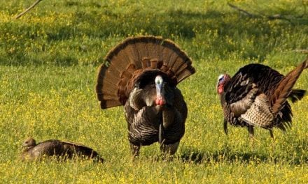8 Sounds Turkeys Make and What They Mean