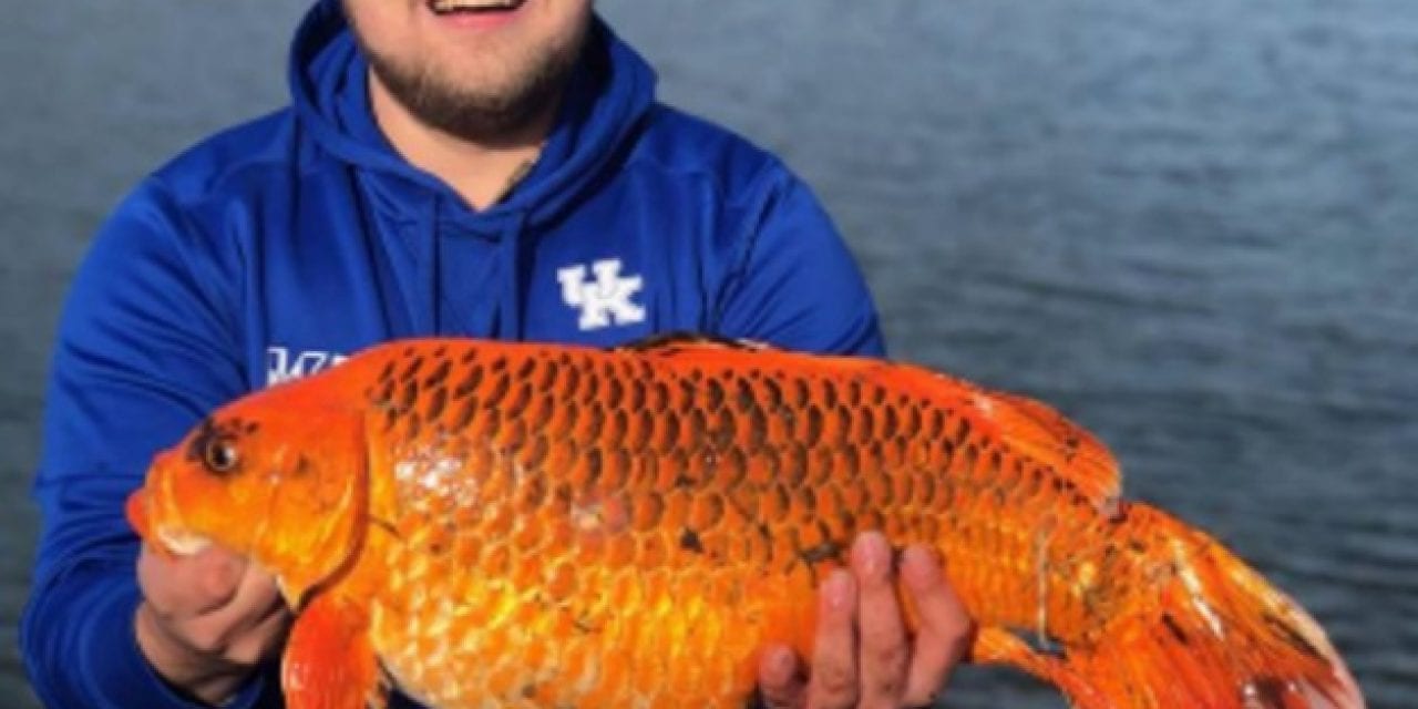 A 20 Pound Goldfish Reeled In By A Kentucky Angler