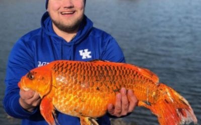 A 20 Pound Goldfish Reeled In By A Kentucky Angler