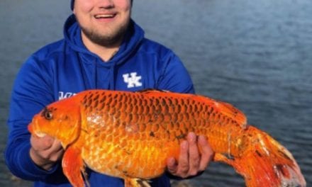 A 20 Pound Goldfish Reeled In By A Kentucky Angler