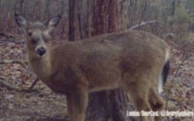 Bizarre Case of Deer with Bulging Eyes