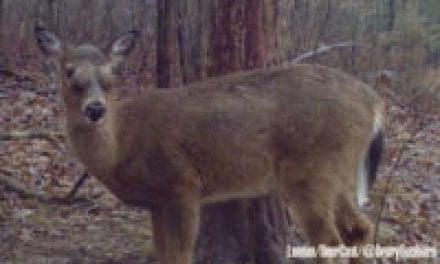Bizarre Case of Deer with Bulging Eyes