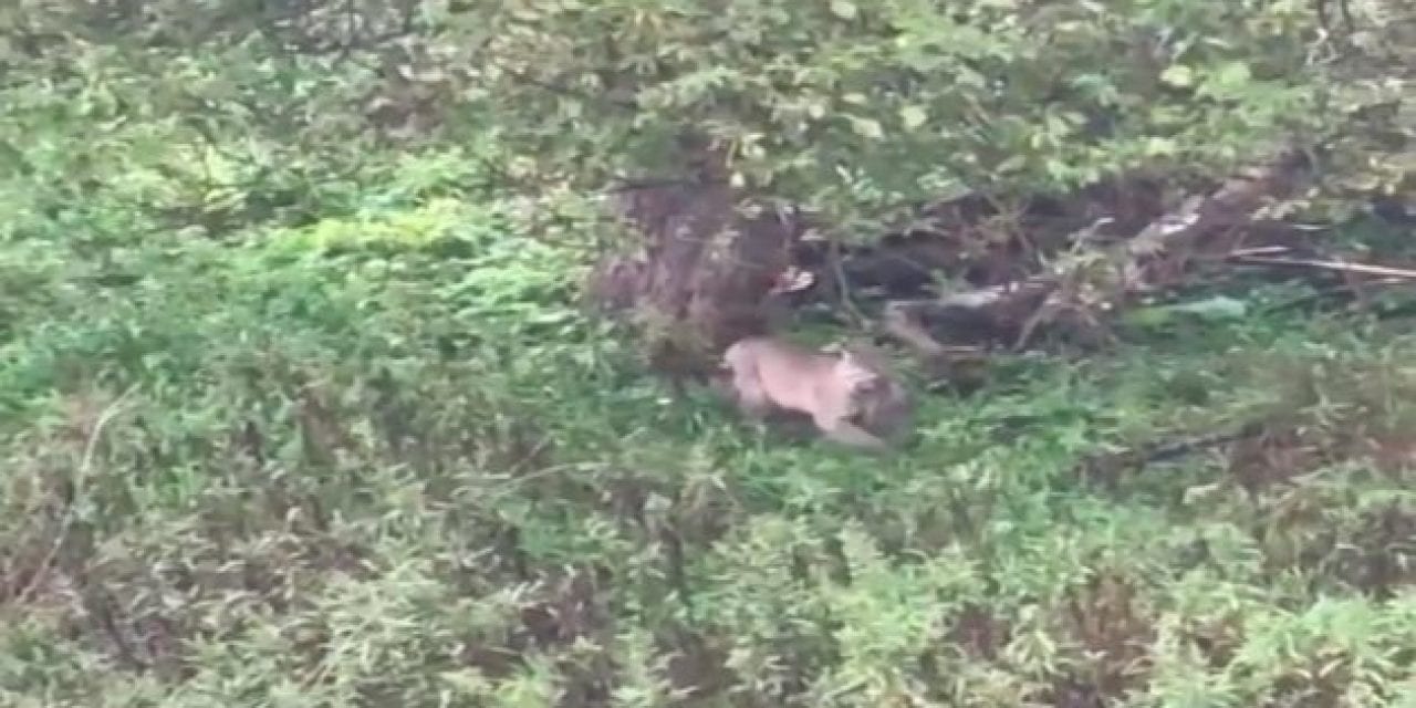 Bowhunter Gets Awesome Footage of Bobcat Bagging a Squirrel