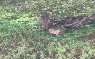 Bowhunter Gets Awesome Footage of Bobcat Bagging a Squirrel