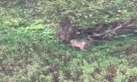 Bowhunter Gets Awesome Footage of Bobcat Bagging a Squirrel