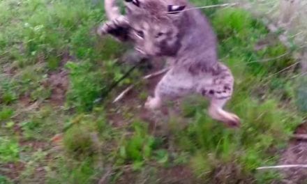 Bowhunter Shoots Bobcat Up Close, and the Tables Quickly Turn