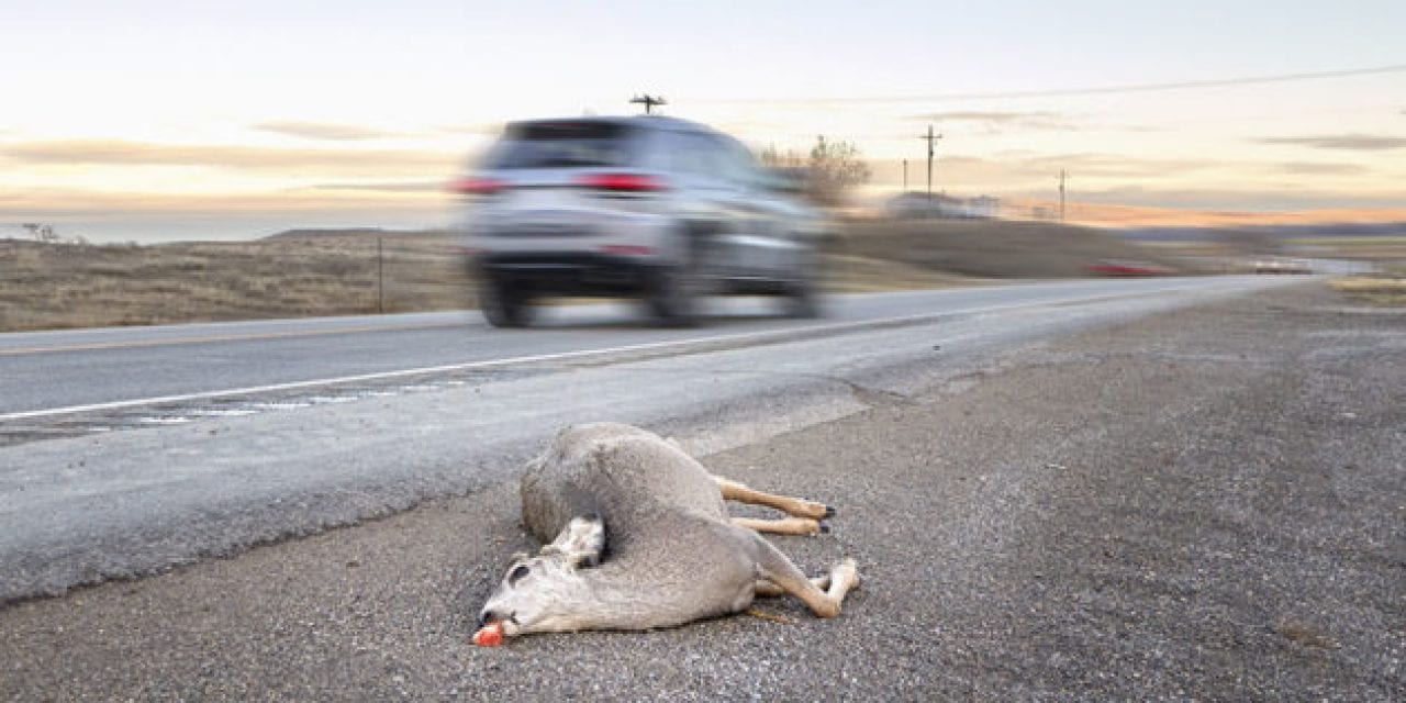 California Bill Looks to Legalize Salvaging and Eating Roadkill
