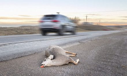 California Bill Looks to Legalize Salvaging and Eating Roadkill