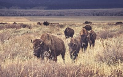 Can Hunters and Conservationists Coexist?