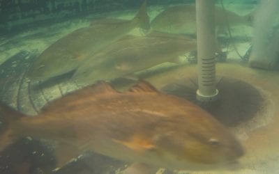 CCA Florida Begins Release of 10,000+ Redfish in SW FL Waters