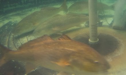 CCA Florida Begins Release of 10,000+ Redfish in SW FL Waters