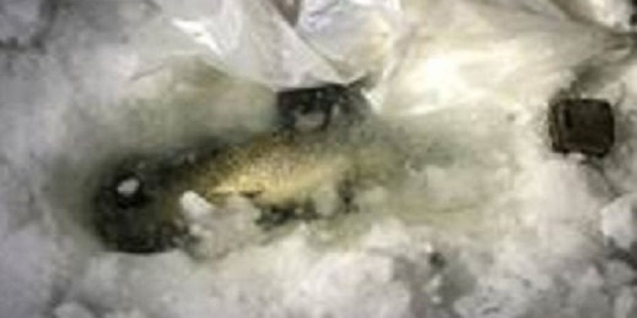 Cheating Ice Angler Thwarted By DEC Officers