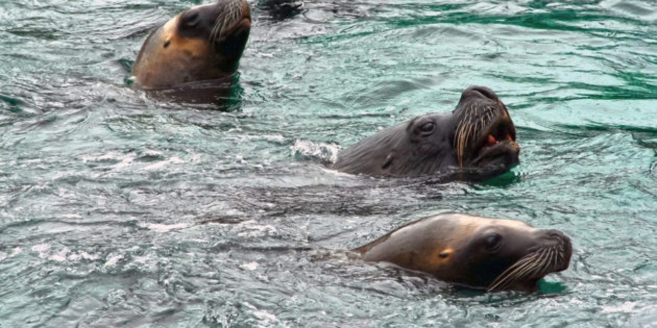 Commercial Seal Hunting Bill Proposed in British Columbia