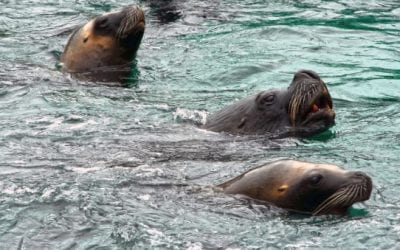 Commercial Seal Hunting Bill Proposed in British Columbia