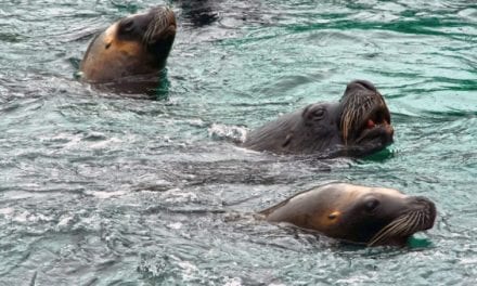 Commercial Seal Hunting Bill Proposed in British Columbia