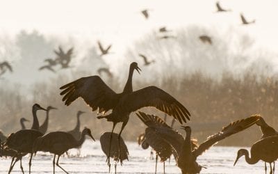Crane Moves