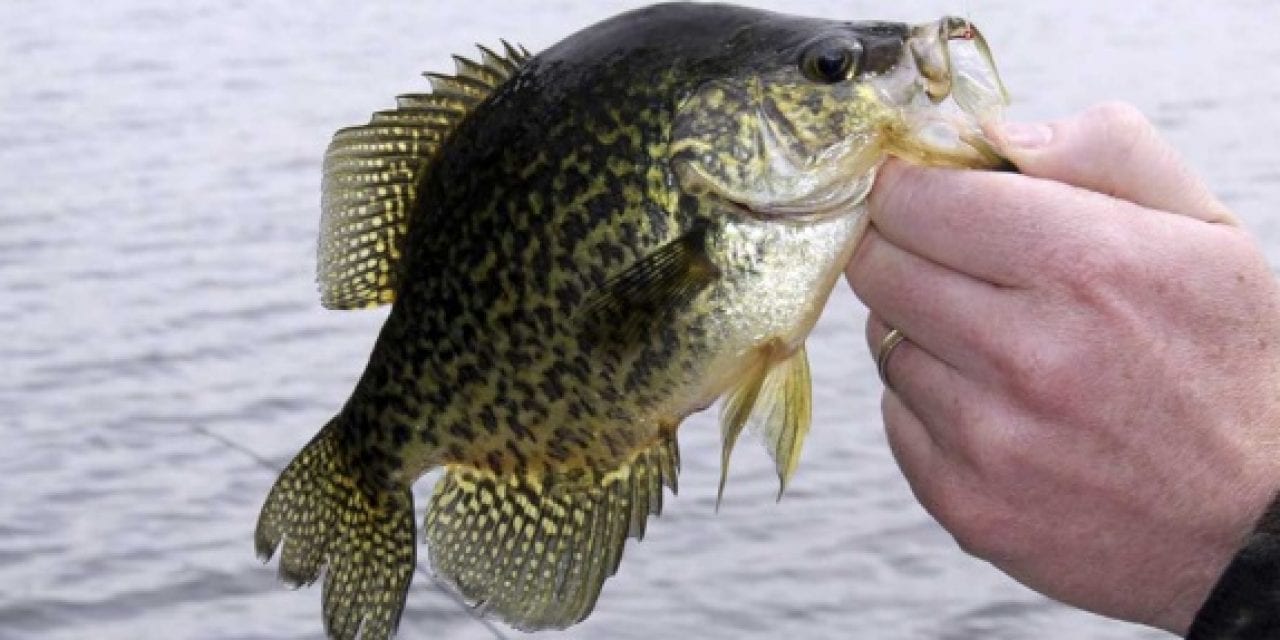 Crazy for Crappie