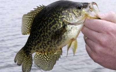 Crazy for Crappie