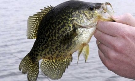 Crazy for Crappie
