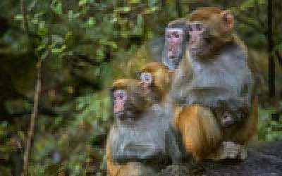 CWD Monkeys Fed Cannibal Diet: Researcher